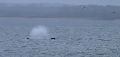 Buckelwal »Timmy« nach Abtauchen erneut vor Wismar in der Ostsee gesichtet