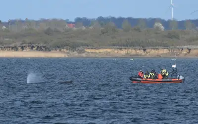 Buckelwal 'Timmy' vor Wismar: Meeressäuger sitzt erneut in Ostsee-Bucht fest