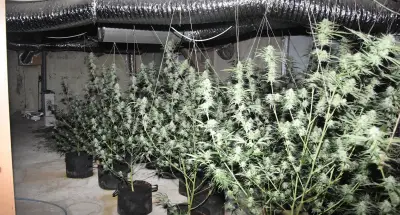 Cannabis-Legalisierung treibt Schwarzmarkt: Sachsen-Anhalt meldet Rekordfunde