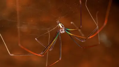 Deutsche Forscher entdecken blinde Spinnen mit schillernden Beinen in Laos-Höhlen