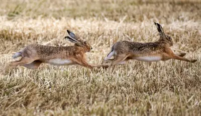 Die Rückkehr des Feldhasen: Sachsen-Anhalt erlebt ein Comeback der Langohren