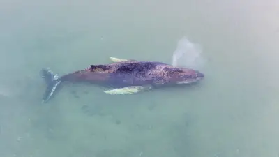 Dramatische Rettungsaktion an der Ostsee: Buckelwal seit Tagen am Timmendorfer Strand gefangen