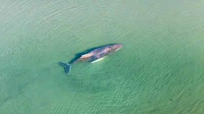 Dramatische Walrettung in der Ostsee: Gaffer behindern lebenswichtige Rettungsaktion