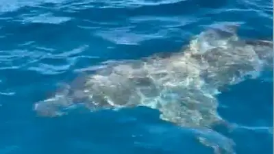 Drei-Meter-Hai in der Bucht von Palma: Spektakuläre Sichtung bei Regatta-Training