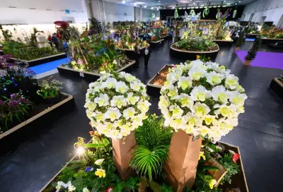 Dresdner Messe präsentiert weltgrößte Orchideenschau mit Züchtern aus fünf Kontinenten