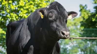 Europas einziges Sperma-Mobil in Woldegk: So entstehen weltweite Star-Bullen wie Gladius