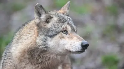 Experte analysiert: Was trieb den Wolf in die Hamburger Innenstadt?