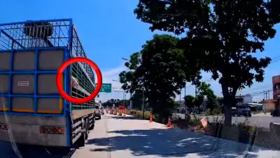 Ferkel flüchtet auf thailändischer Autobahn: Spektakuläre Rettung vor dem Schlachter