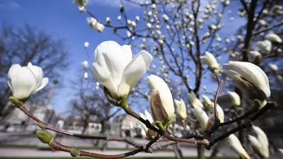 Frühlingsanfang am 20. März: Warum wir jetzt mehr Tageslicht genießen können