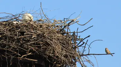 Frühlingsboten kehren zurück: Erste Weißstörche in der Uckermark gesichtet