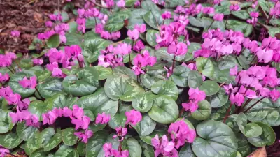 Frühlingserwachen im Botanischen Garten Christiansberg: Blütenpracht trotz späterem Start