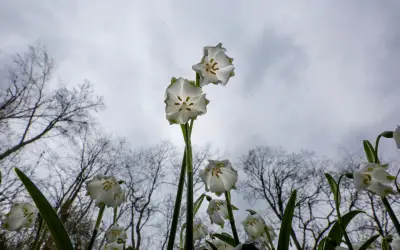 Frühlingshoffnung vertagt: Nasskaltes Wetter mit Schnee dominiert die Osterwoche