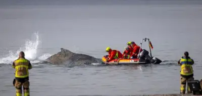 Gaffer behindern Walrettung an der Ostsee: Bürgermeister kritisiert Schaulustige in Timmendorfer Strand