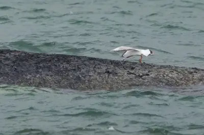 Gestrandeter Buckelwal an Ostsee: Größe übertrifft alle Erwartungen