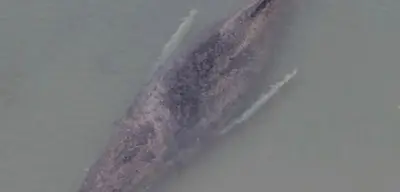 Gestrandeter Buckelwal in Lübecker Bucht: Rettungsversuch mit Spezialbagger gestartet