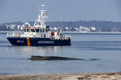 Gestrandeter Buckelwal in Ostsee: Rettungsversuch vor Timmendorfer Strand
