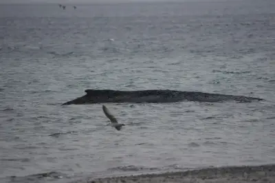 Gestrandeter Buckelwal in Ostsee: Rettungsversuche verzögern sich - Helfer geben nicht auf