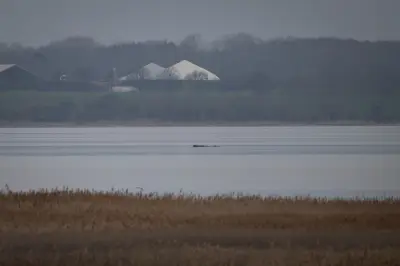 Gestrandeter Buckelwal in Wismarbucht: Greenpeace setzt auf Selbstbefreiung