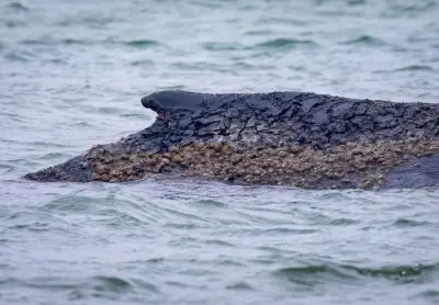 Gestrandeter Buckelwal vor Niendorf: Neue Hoffnung nach gescheiterten Rettungsversuchen