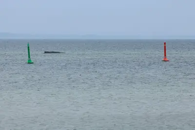 Gestrandeter Wal in Ostsee: Rettungsversuch mit Saugbagger scheitert erneut