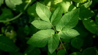 Giersch-Bekämpfung im Garten: Effektive Methoden gegen das hartnäckige Unkraut