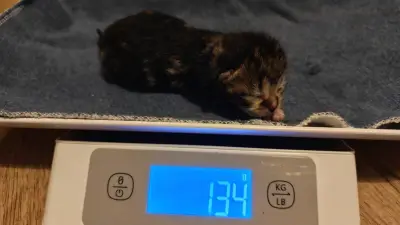 Grausamer Fund in Wallwitz: Sechs neugeborene Kitten in Futterbox ausgesetzt