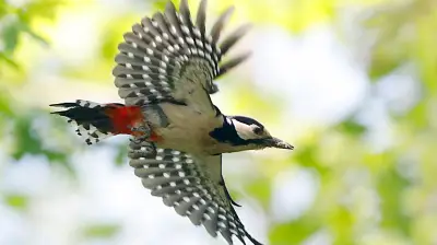 Halles tierische Bewohner: Der lautstarke Specht ist nur einer von vielen