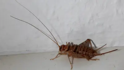 Halles tierische Mitbewohner: Ein Jahr voller tierischer Entdeckungen in der Stadt