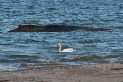 Hoffnung für gestrandeten Buckelwal: Steigende Pegel in Lübecker Bucht erwartet