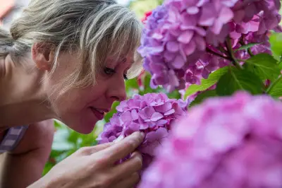 Hortensien pflanzen im Frühjahr: So sichern Sie üppige Sommerblüten