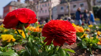Kaltfront stoppt den Frühling: Von Sonnenschein zu Schnee und Frost