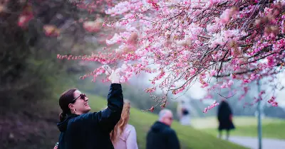 Kirschblüten im Olympiapark: Das rosa Frühlingswunder könnte bald verblassen