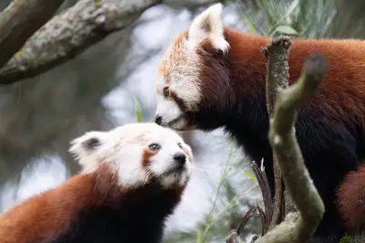 Kleine Pandas Jackie und Shan beziehen neues Gehege im Dresdner Zoo