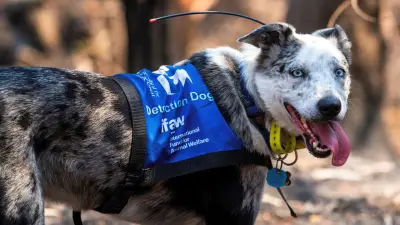 Koala-Spürhund Bear geht in Rente: Vom Problemhund zum Lebensretter von über 100 Tieren