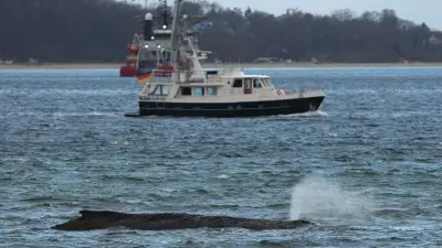 Letzter Rettungsversuch für gestrandeten Buckelwal: Saugbagger soll in Timmendorfer Strand helfen