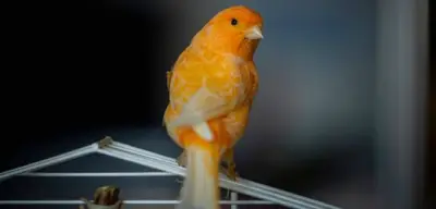 Lkw-Fahrer stellt Kanarienvogel auf A81-Rastplatz ab - Polizei ermittelt wegen Tierschutzverstoß