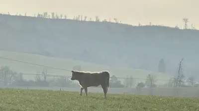 Monatelange Flucht im Harz: Rätsel um entlaufenes Rind bei Straßberg bleibt ungelöst
