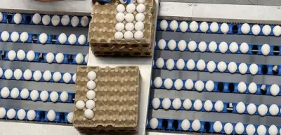 Ostereier-Knappheit trotz hoher Nachfrage? Experten warnen vor Preisanstieg