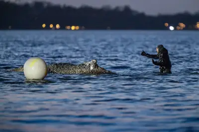 Ostsee-Wal in Not: Rettungsaktion bei Timmendorfer Strand geht weiter - Gelingt die Befreiung heute?