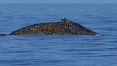 Ostsee-Wal weiterhin verschwunden: Wasserschutzpolizei startet neue Suchaktion