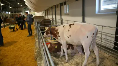 Rekordpreise bei Karower Rinderauktion: Kälber erzielen fünfstellige Summen