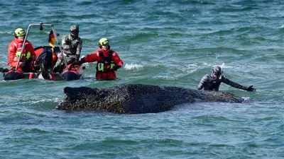 Rettungsaktion an der Ostsee: Buckelwal vor Timmendorfer Strand zeigt Lebenszeichen