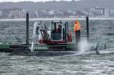 Rettungsaktion für gestrandeten Buckelwal bei Timmendorfer Strand erneut unterbrochen