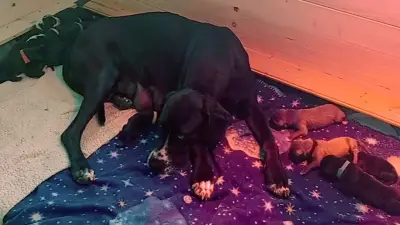 Sanitzer Hündin Lexi überrascht Besitzer mit Rekordwurf von 19 Welpen