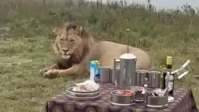 Schauriger Safari-Schock: Raubtier stört Picknick in Südafrika