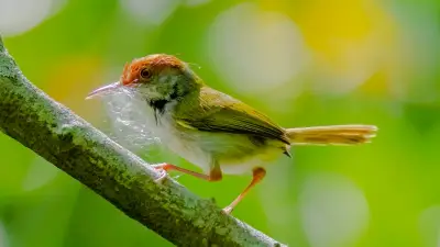 Schneidervögel: Die genialen Nestbauer, die mit ihrem Schnabel nähen