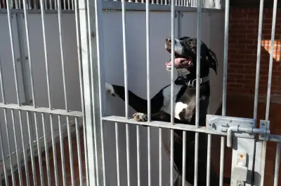 Sächsische Tierheime in der Krise: Finanzielle Not und Platzmangel spitzen sich zu