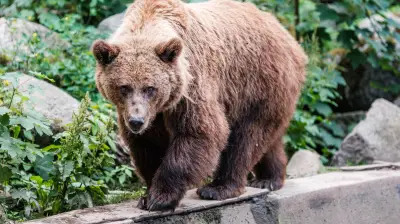 Schweriner Zoo: Bären erwachen aus Winterschlaf - Neue Patenschaft unterstützt Artenschutz