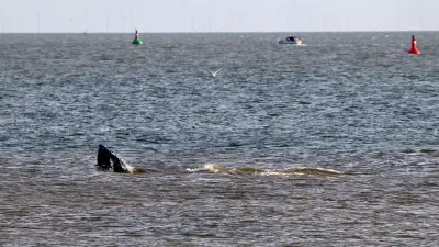 Sea Shepherd befreit Buckelwal in Ostsee von Netzresten - Einsatz vor Travemünde