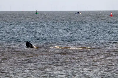 Sea Shepherd befreit Wismarer Buckelwal vor Travemünde von weiteren Netzresten